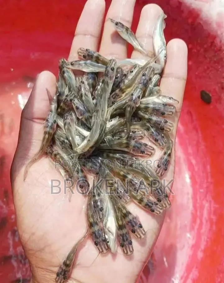 আইড় মাছের পুনা