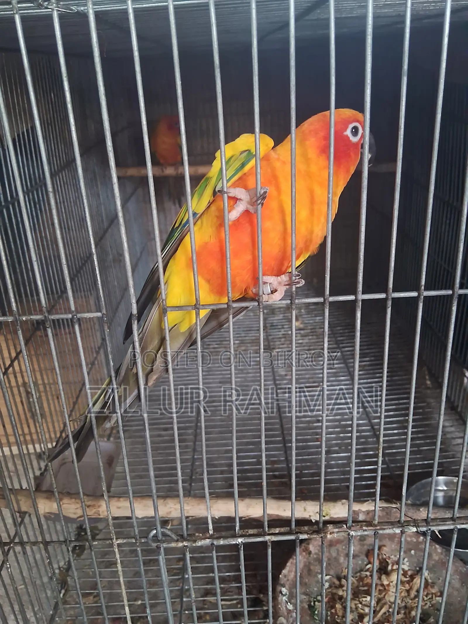 Sun Conure Bird