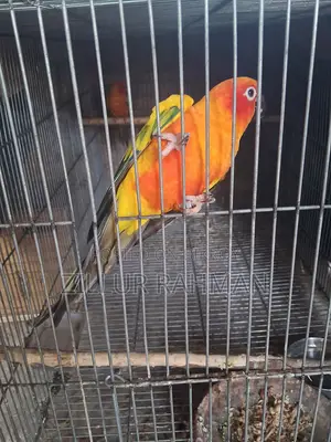 Sun Conure Bird