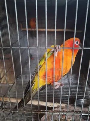 Sun Conure Bird