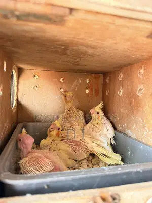 Cockatiel Lovebird