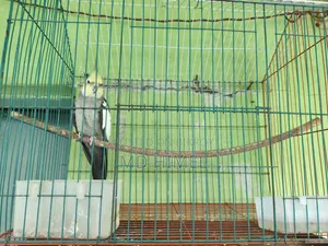 ককটেল পুরুষ