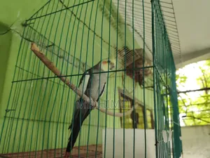 ককটেল পুরুষ