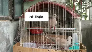 অস্ট্রেলিয়ান বড় ঘুঘু ডিম সহ বিক্রির জন্য