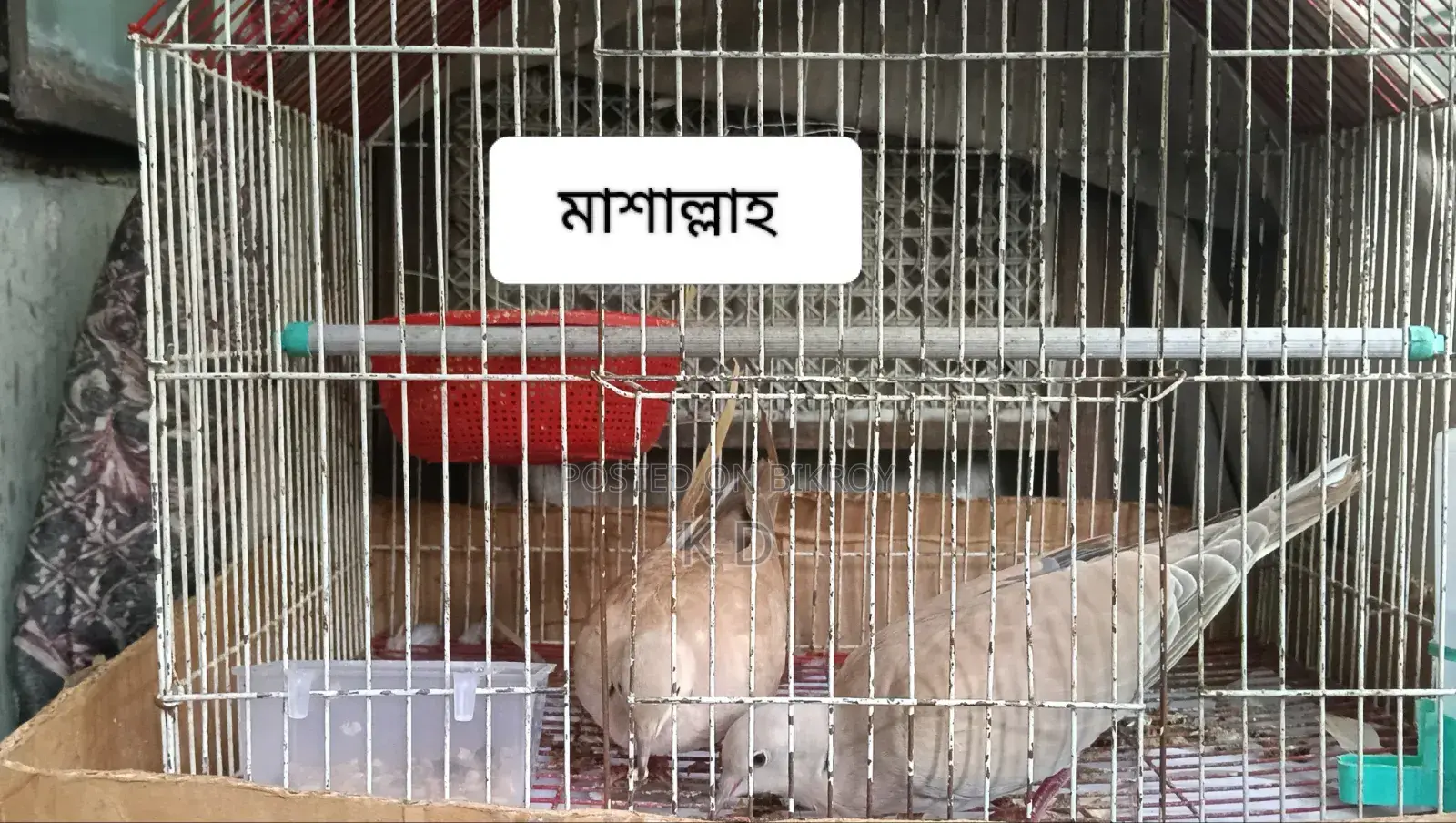 অস্ট্রেলিয়ান বড় ঘুঘু ডিম সহ বিক্রির জন্য