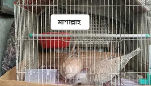 অস্ট্রেলিয়ান বড় ঘুঘু ডিম সহ বিক্রির জন্য