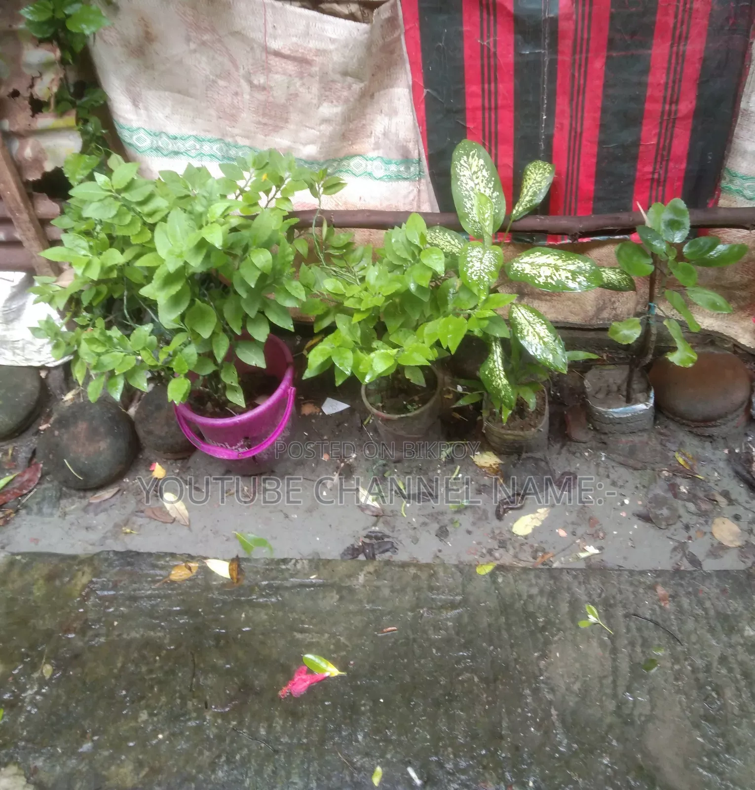 সেরা গাছ।