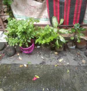 সেরা গাছ।