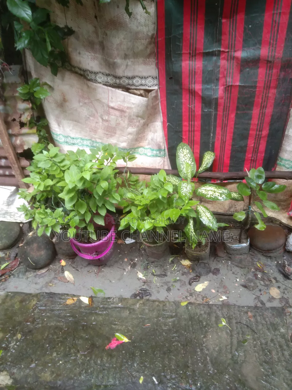 সেরা গাছ।