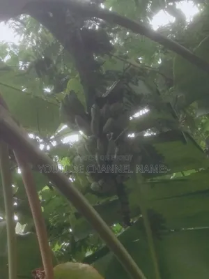 গাছের কলা