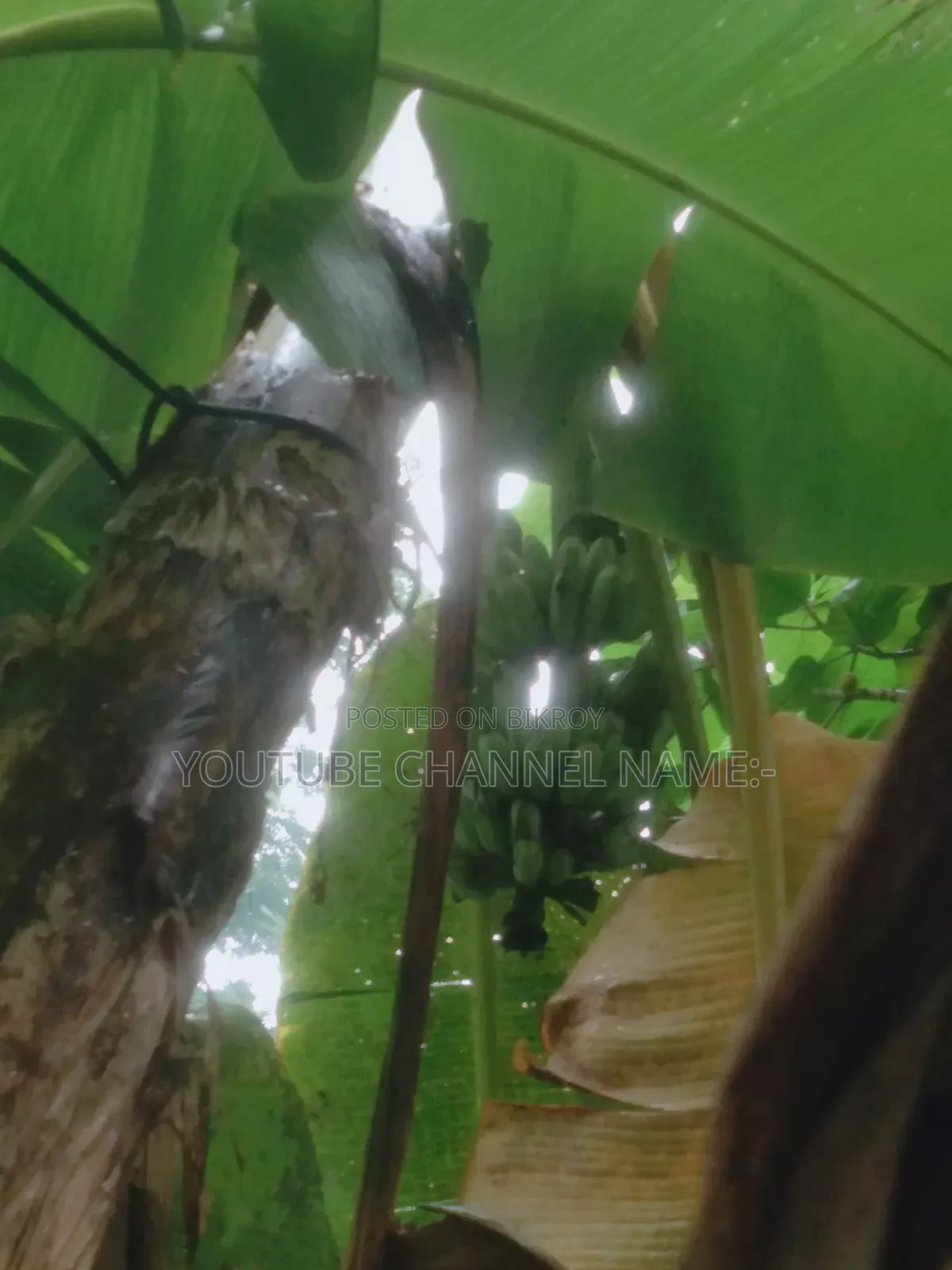 গাছের কলা