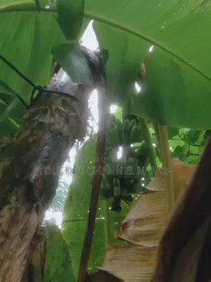 গাছের কলা