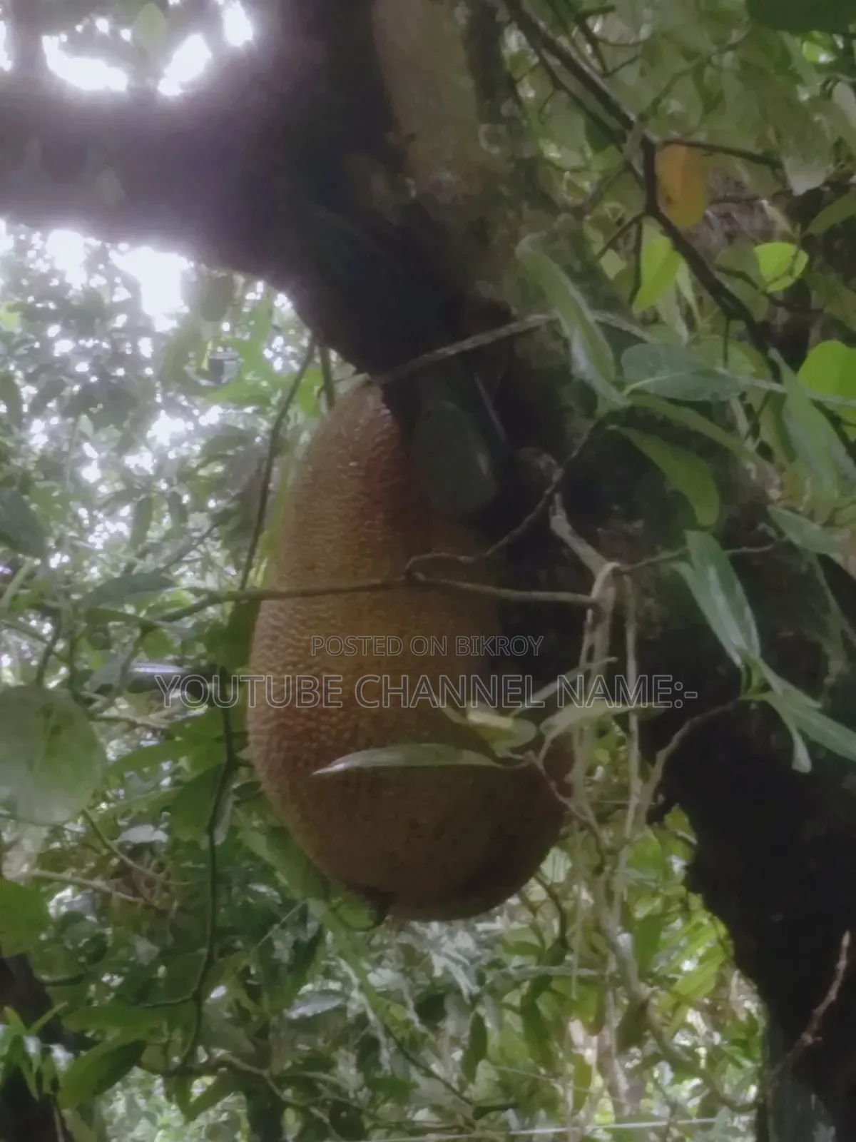 Trees Jackfruit, Need? Contact.