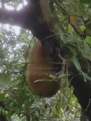 কাঁঠাল গাছ, প্রয়োজন? যোগাযোগ করুন।