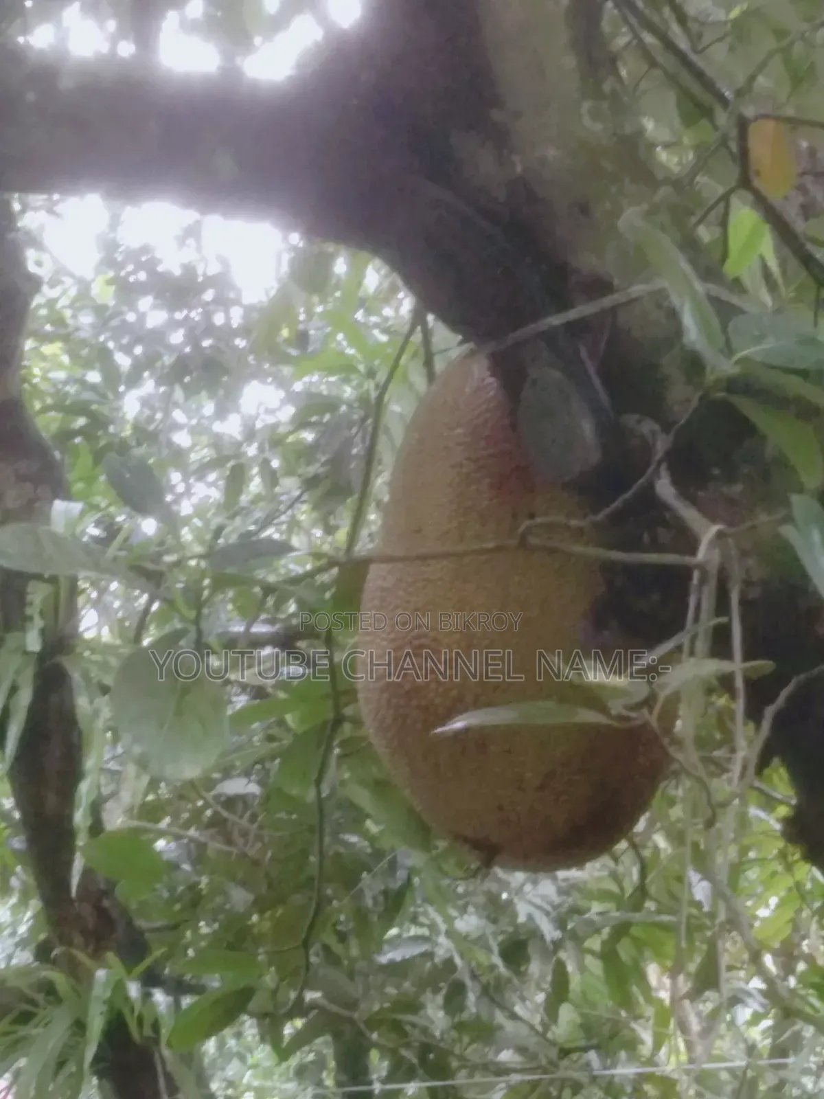 Trees Jackfruit, Need? Contact.
