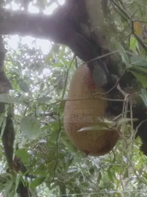 Trees Jackfruit, Need? Contact.