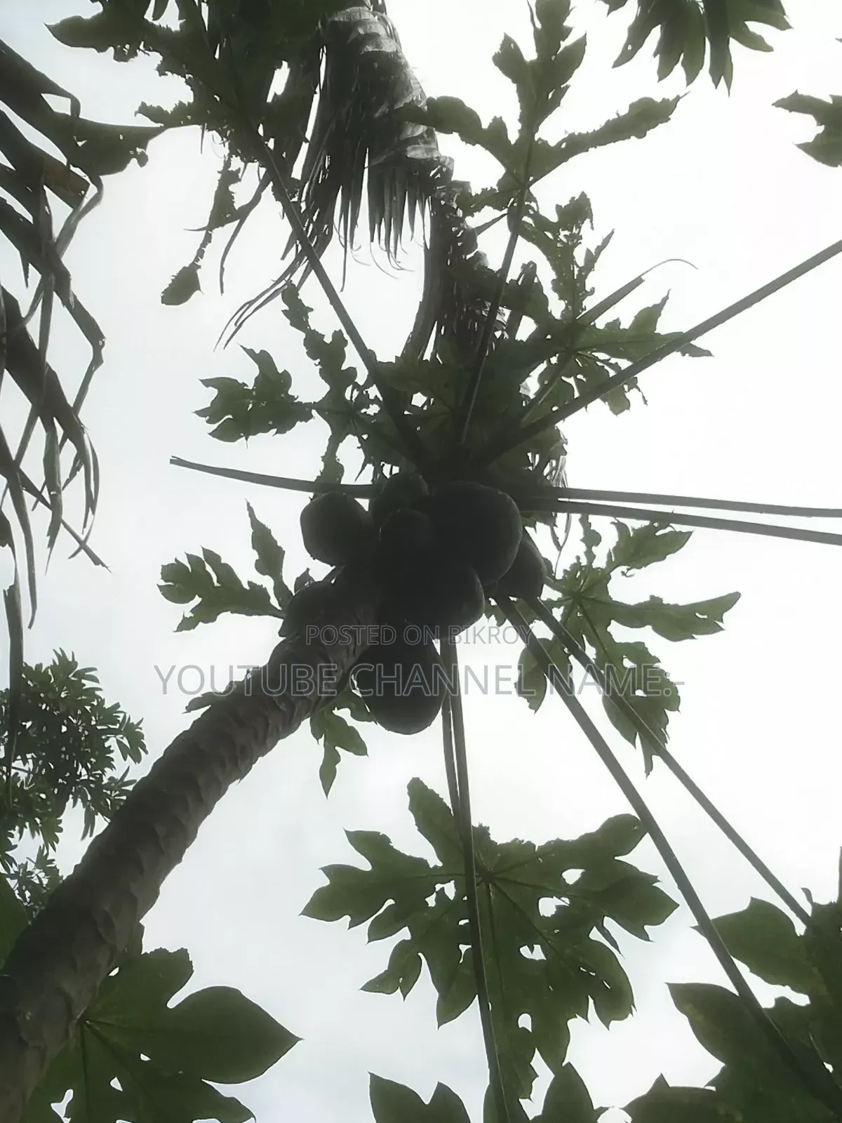 Trees, Papaya, Need? Contact.