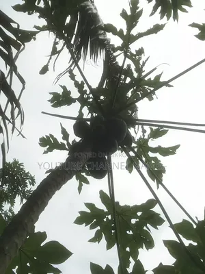 পেঁপে গাছ, প্রয়োজন? যোগাযোগ করুন।
