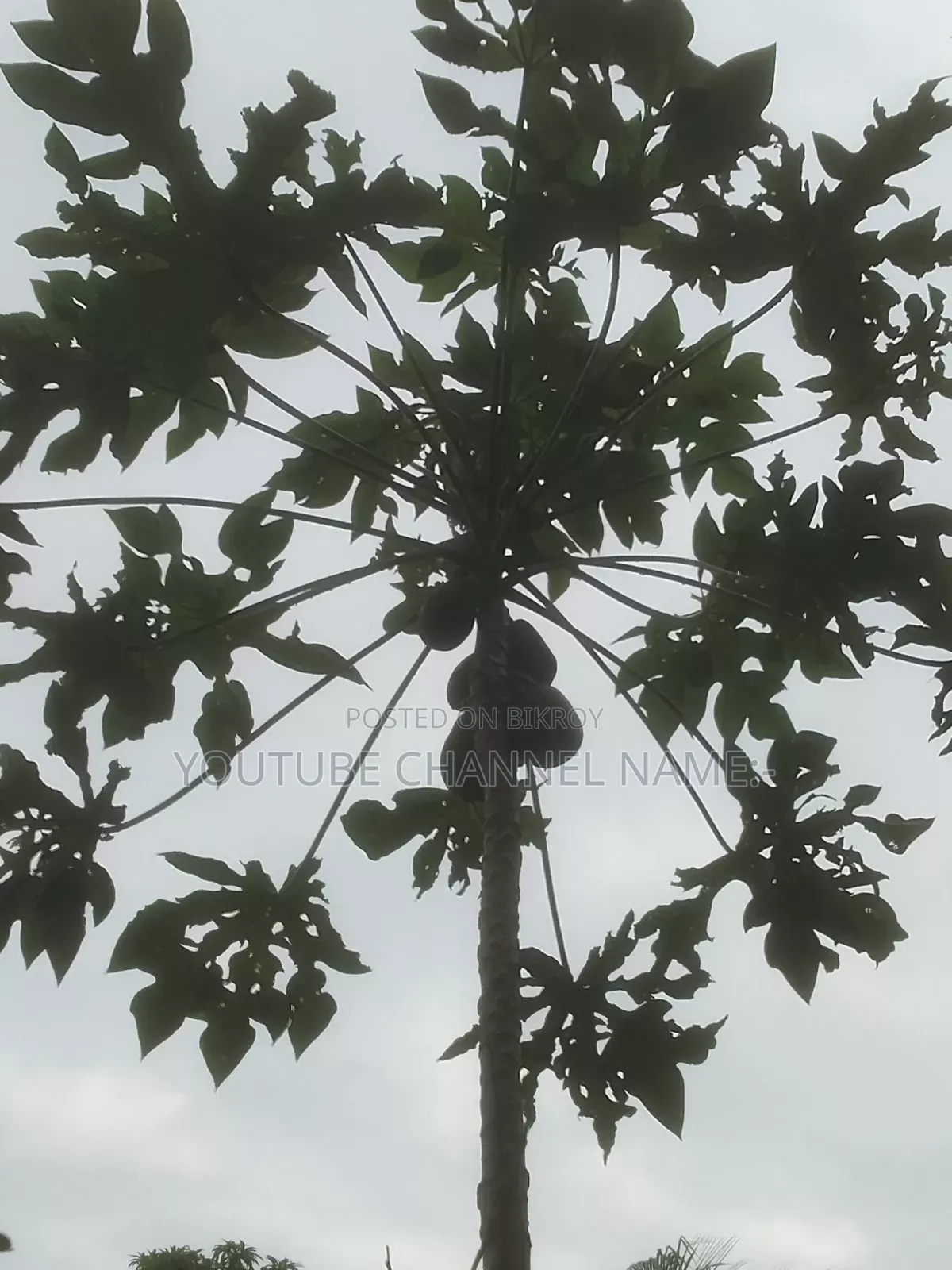 Trees, Papaya, Need? Contact.