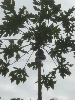 Trees, Papaya, Need? Contact.