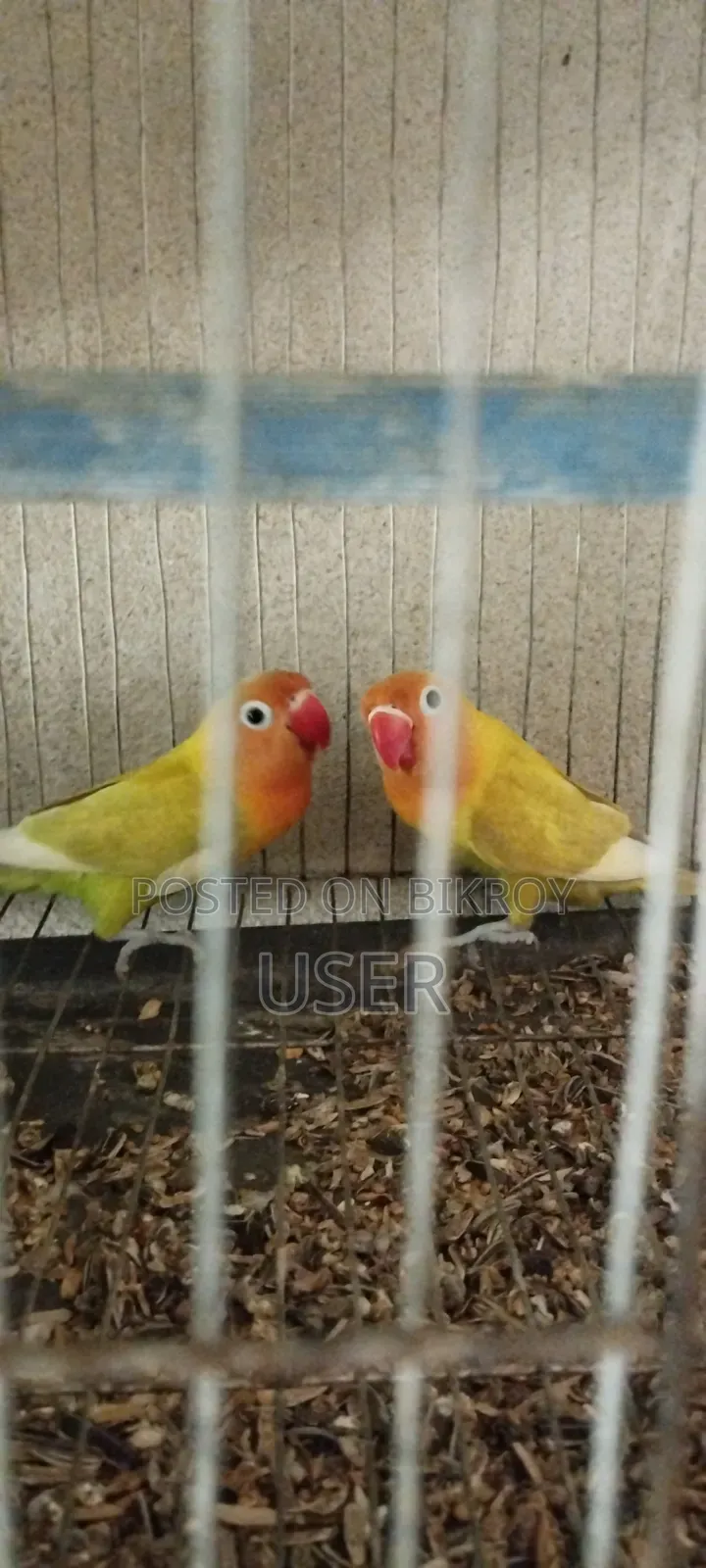 লাভ বার্ড পাখি