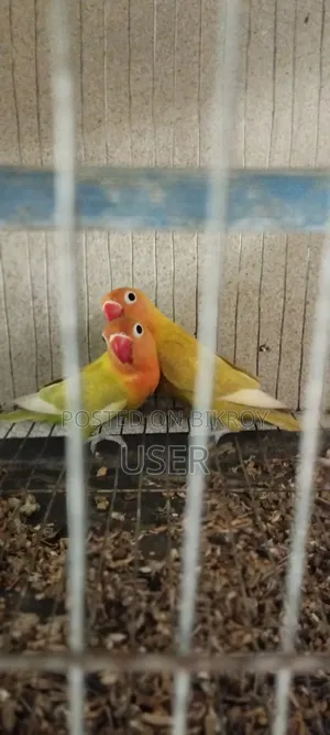 লাভ বার্ড পাখি