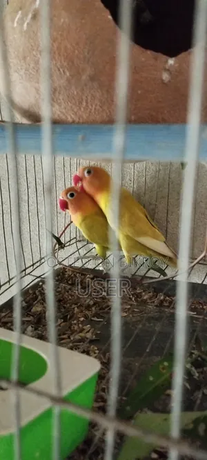 লাভ বার্ড পাখি
