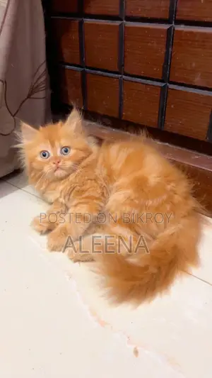 1-3 months Female Purebred Persian