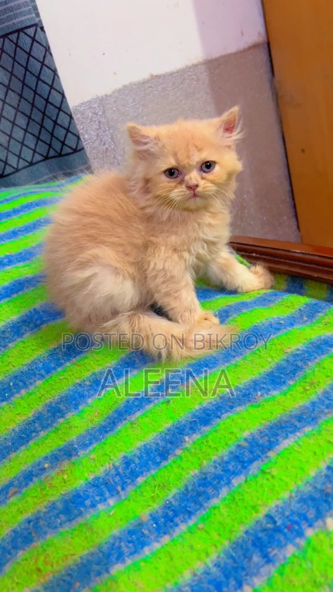 1-3 months Female Purebred Persian