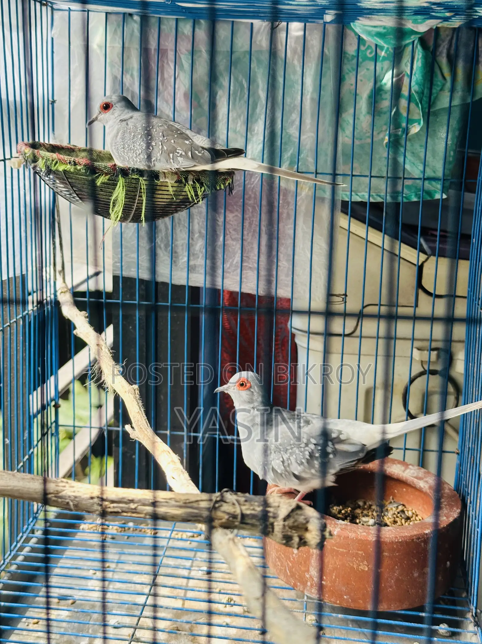 1 Pair Diamond Dove (Running Pair)