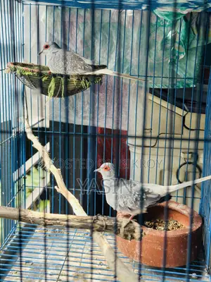 1 Pair Diamond Dove (Running Pair)