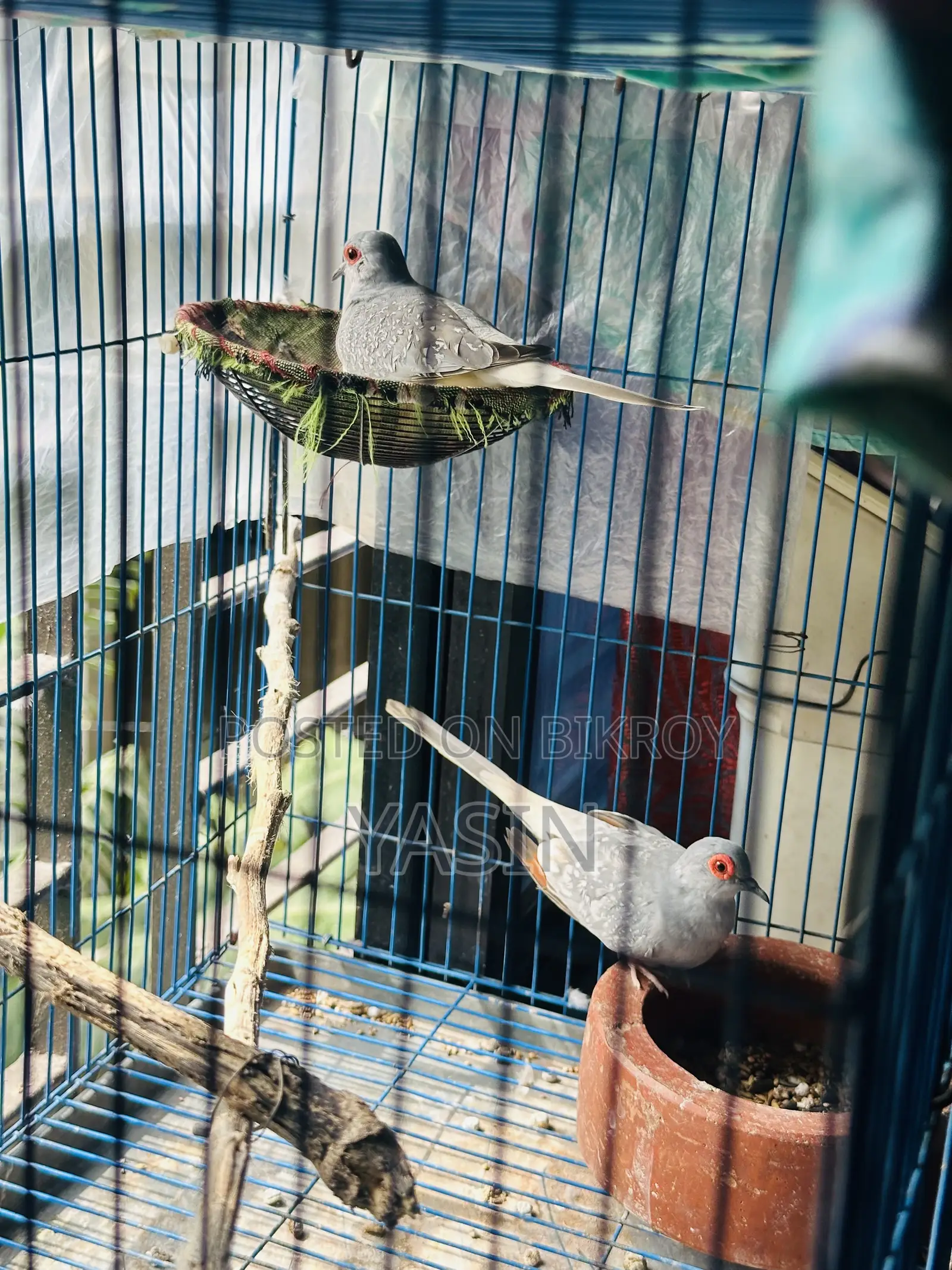 1 Pair Diamond Dove (Running Pair)