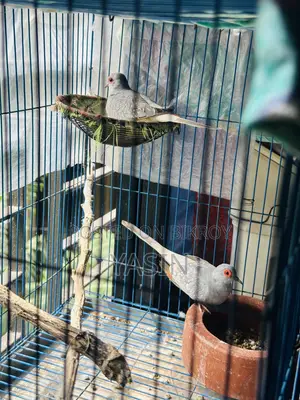 1 Pair Diamond Dove (Running Pair)
