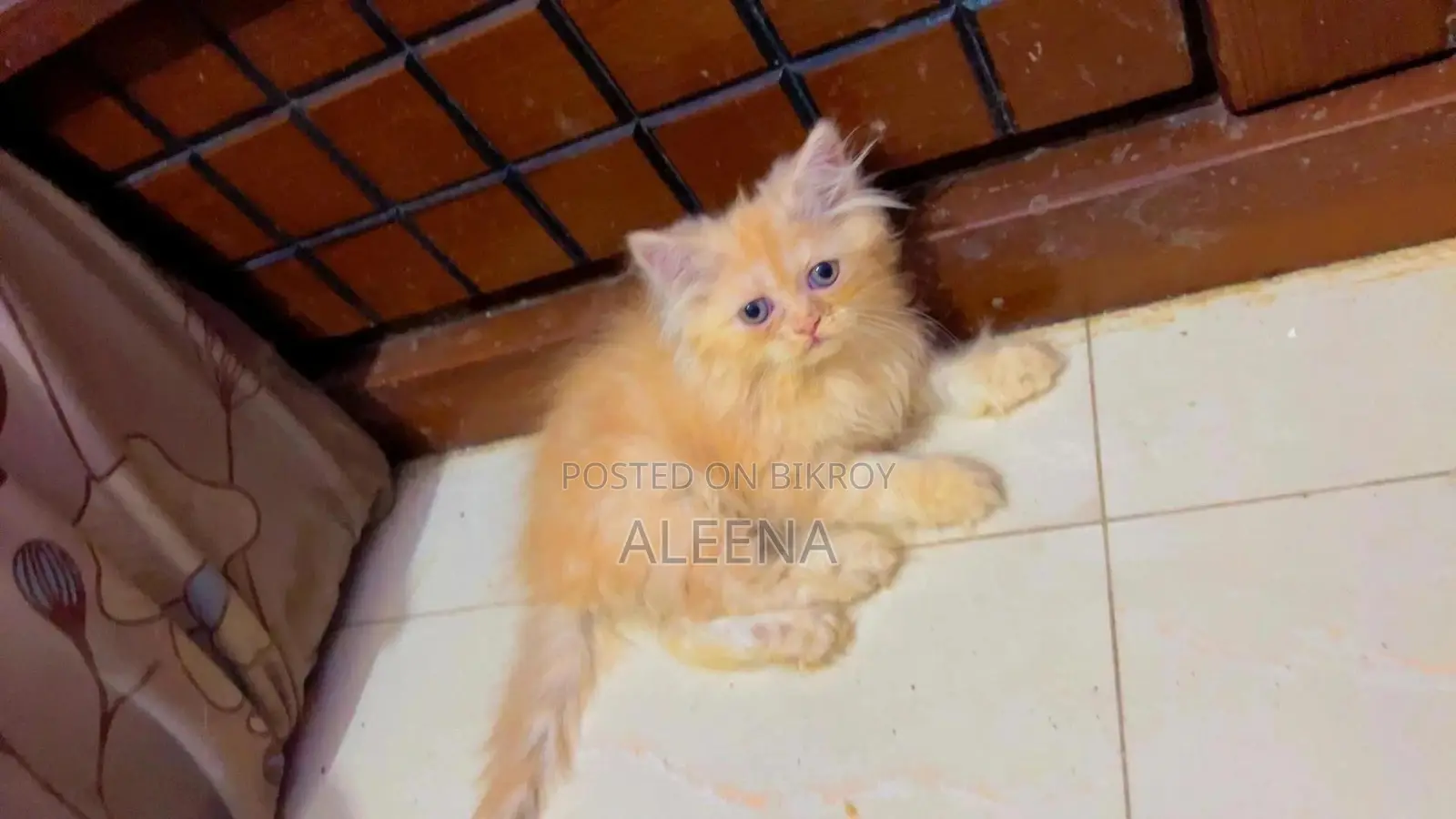 1-3 months Female Purebred Persian