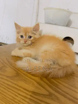 1-3 months Female Purebred Persian