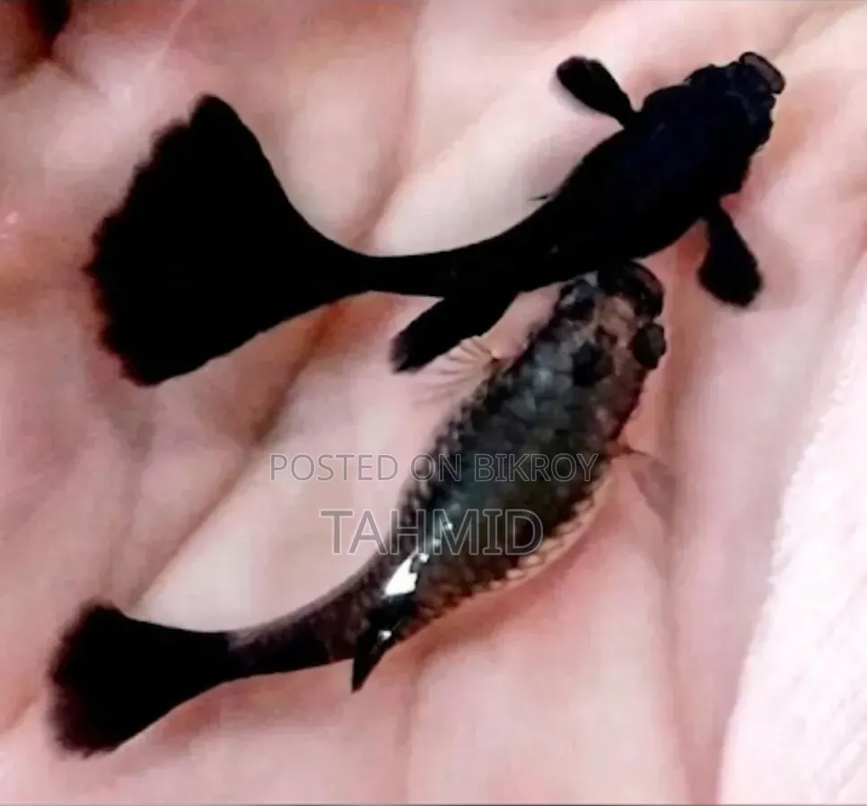 Guppy Fish Package