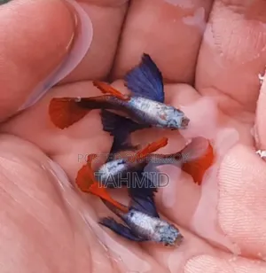 Guppy Fish Package