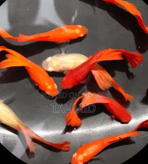 Guppy Fish Package