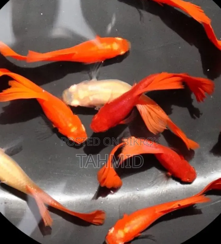 Guppy Fish Package