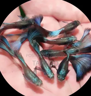 Guppy Fish Package