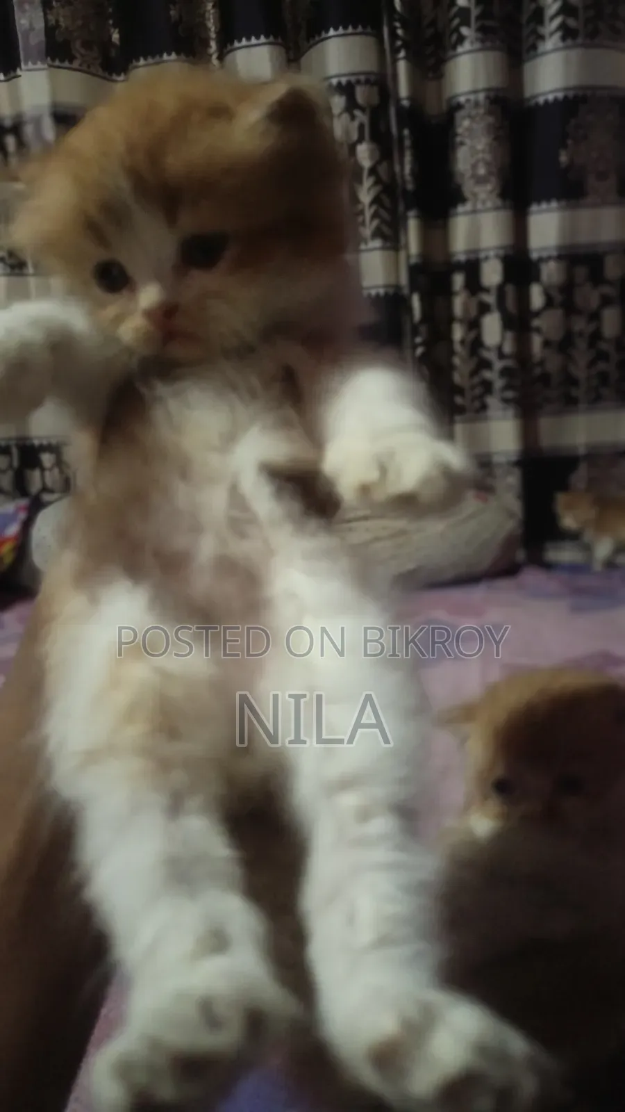 1-3 months Female Purebred Persian