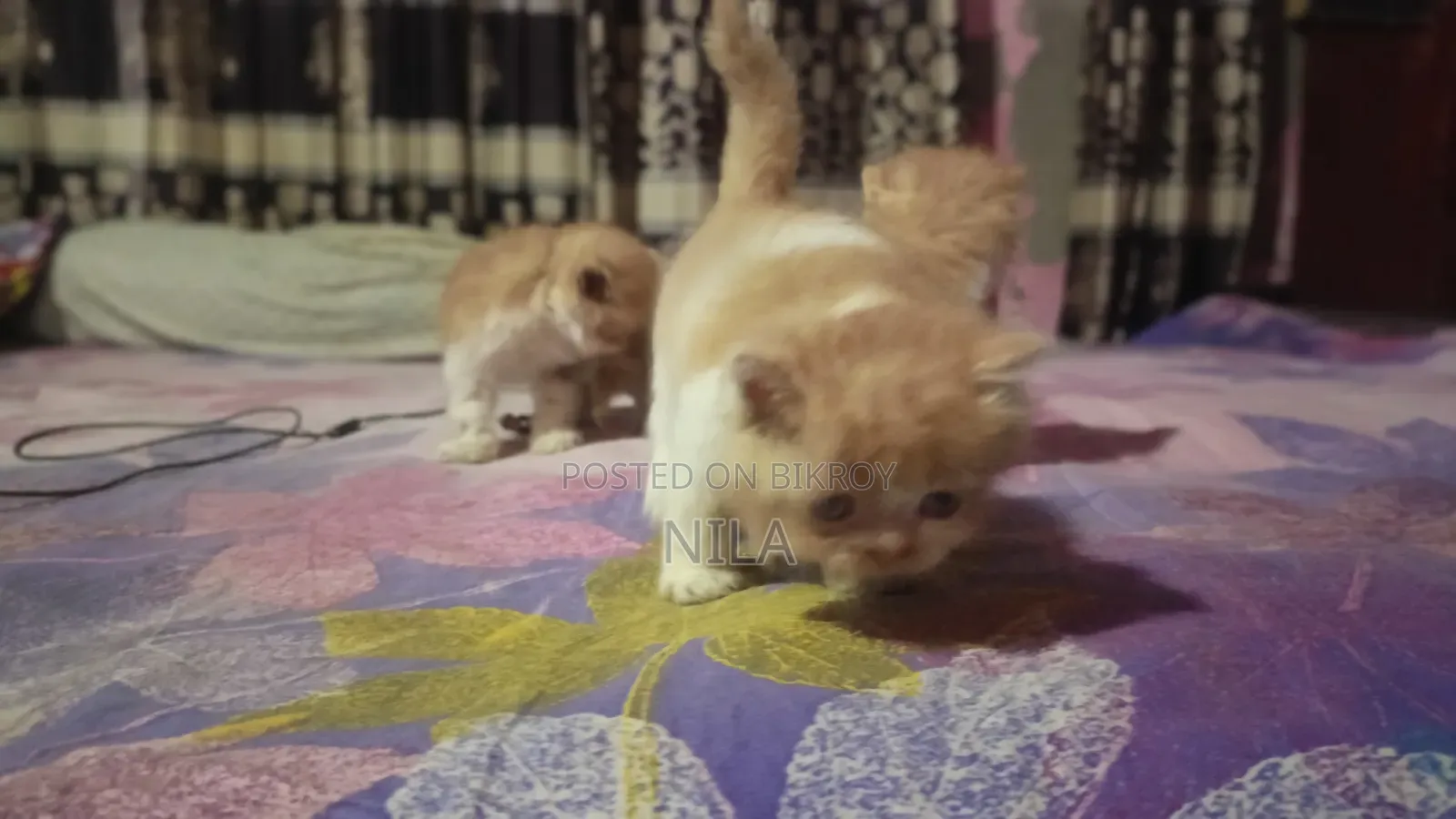1-3 months Female Purebred Persian