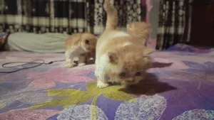 1-3 months Female Purebred Persian