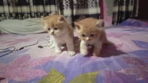 1-3 months Female Purebred Persian