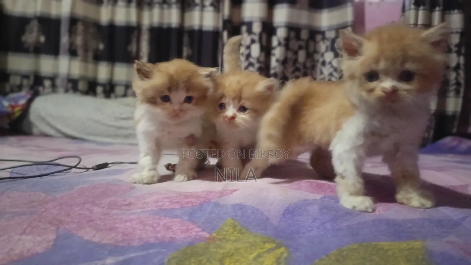 1-3 months Female Purebred Persian