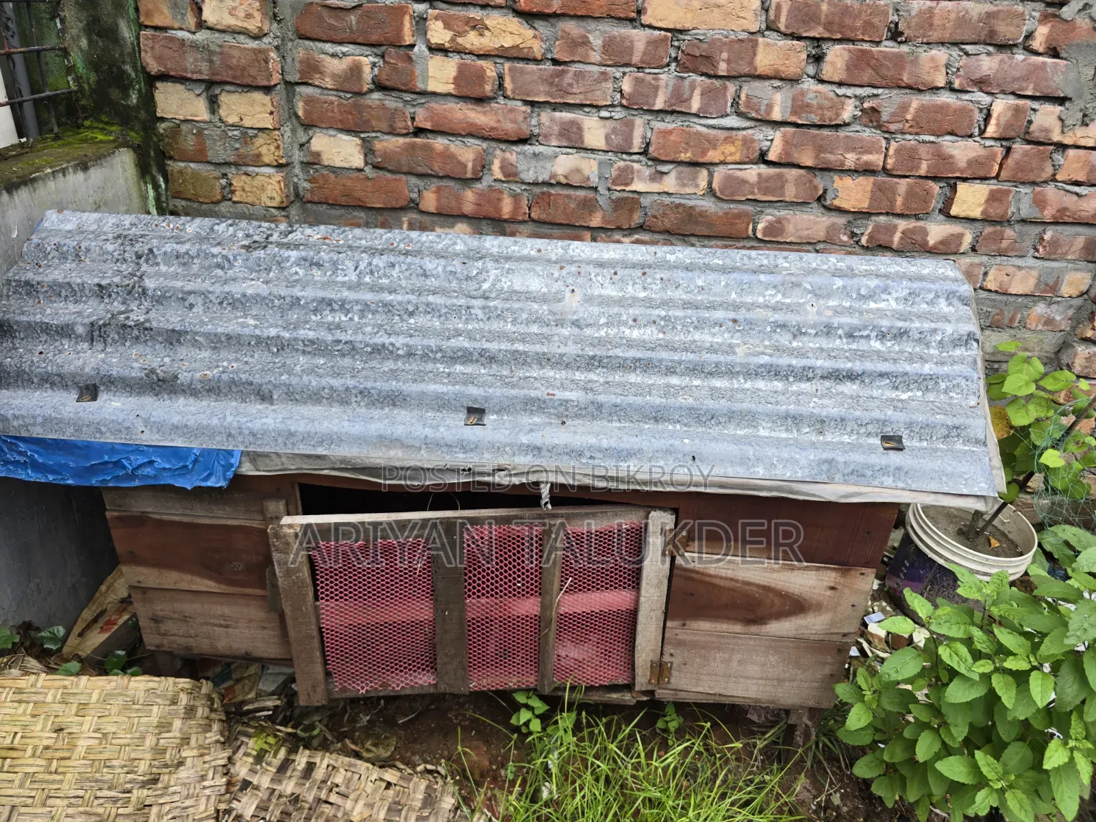 Duck/Chicken Coop