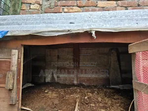 Duck/Chicken Coop