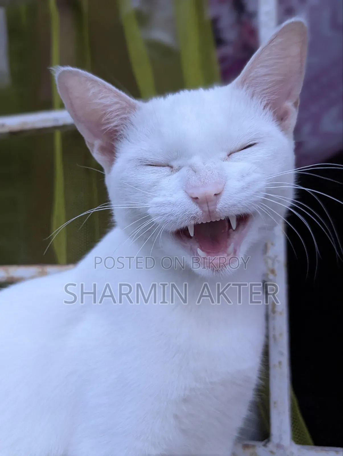 ৩-৬ মাসের মহিলা মিশ্র জাতের বিড়াল