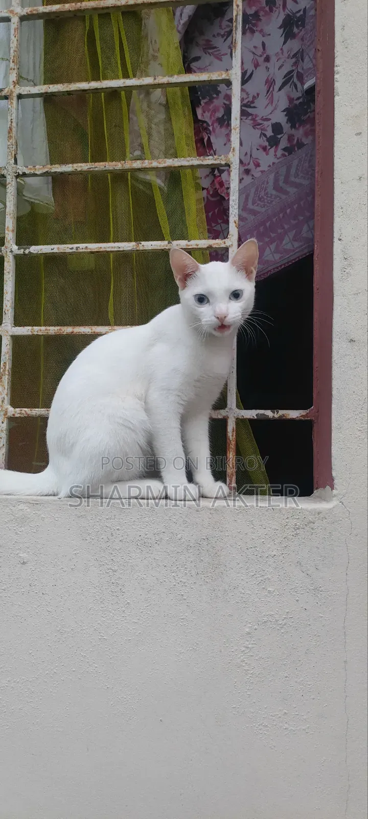 ৩-৬ মাসের মহিলা মিশ্র জাতের বিড়াল