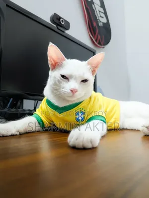 ৩-৬ মাসের মহিলা মিশ্র জাতের বিড়াল
